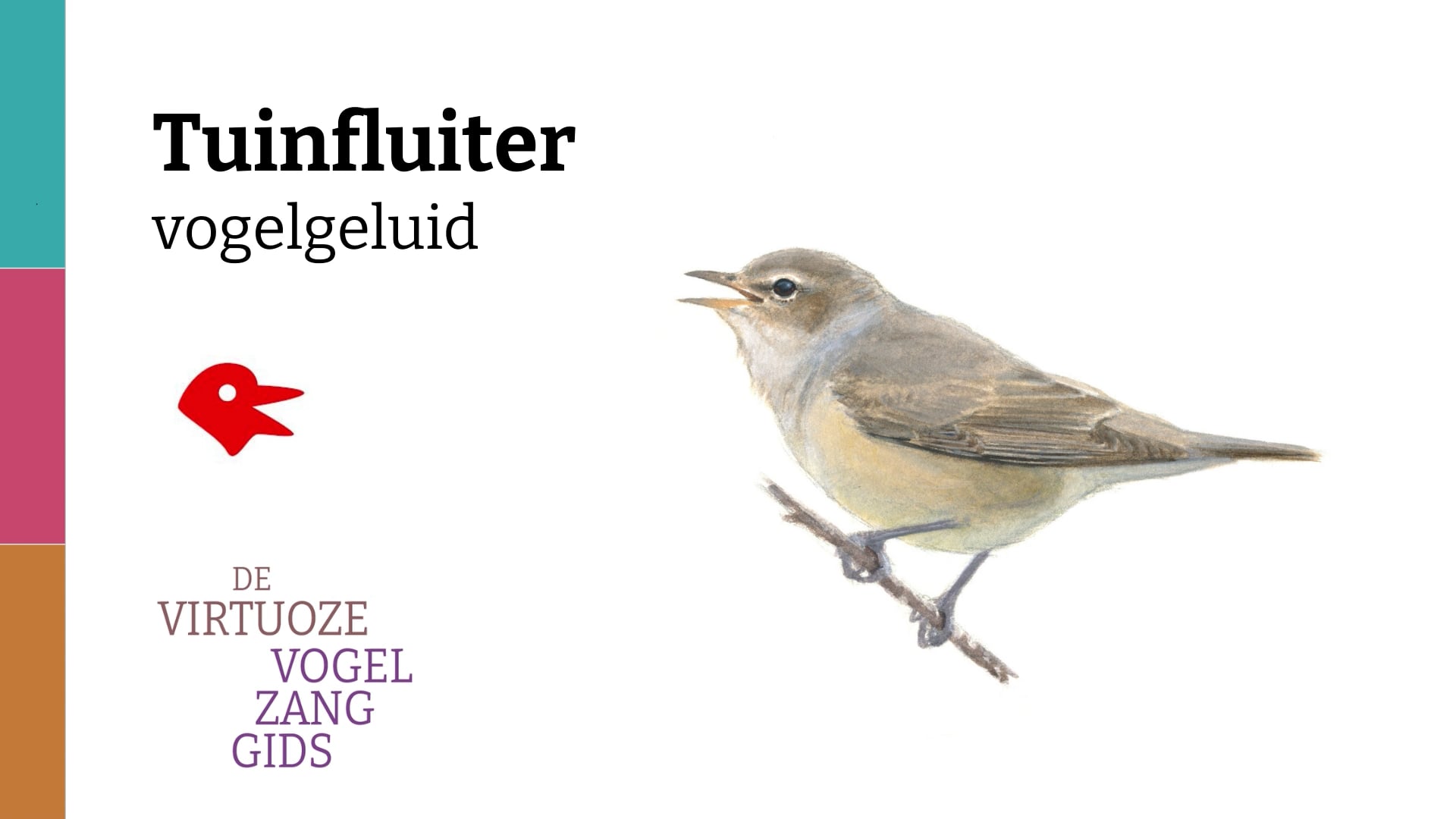 Tuinfluiter Geluid