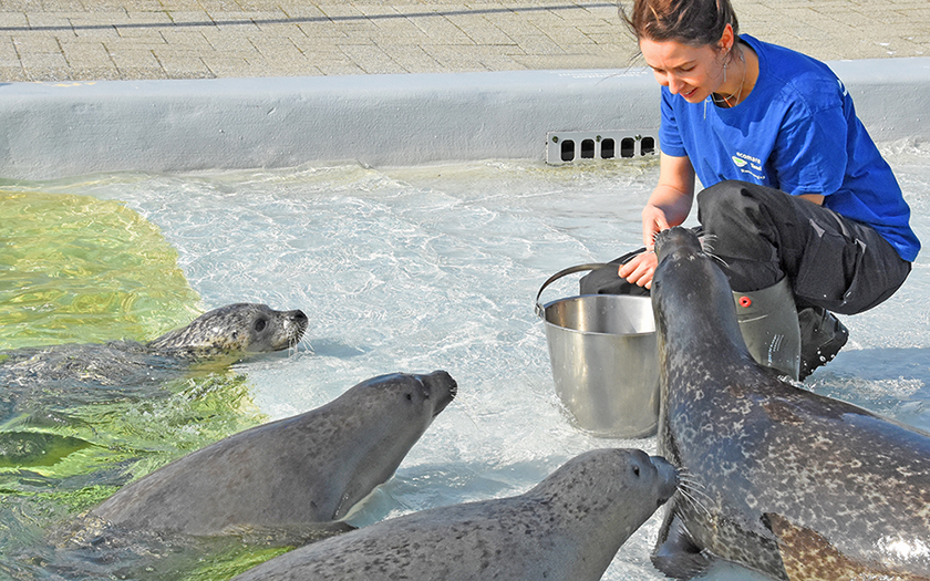Zeehonden Opvang Texel