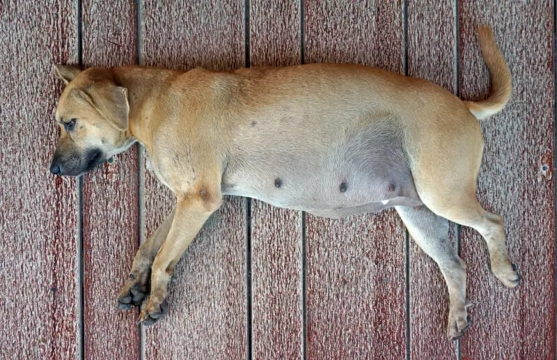 Zwangerschap Hond Afbreken