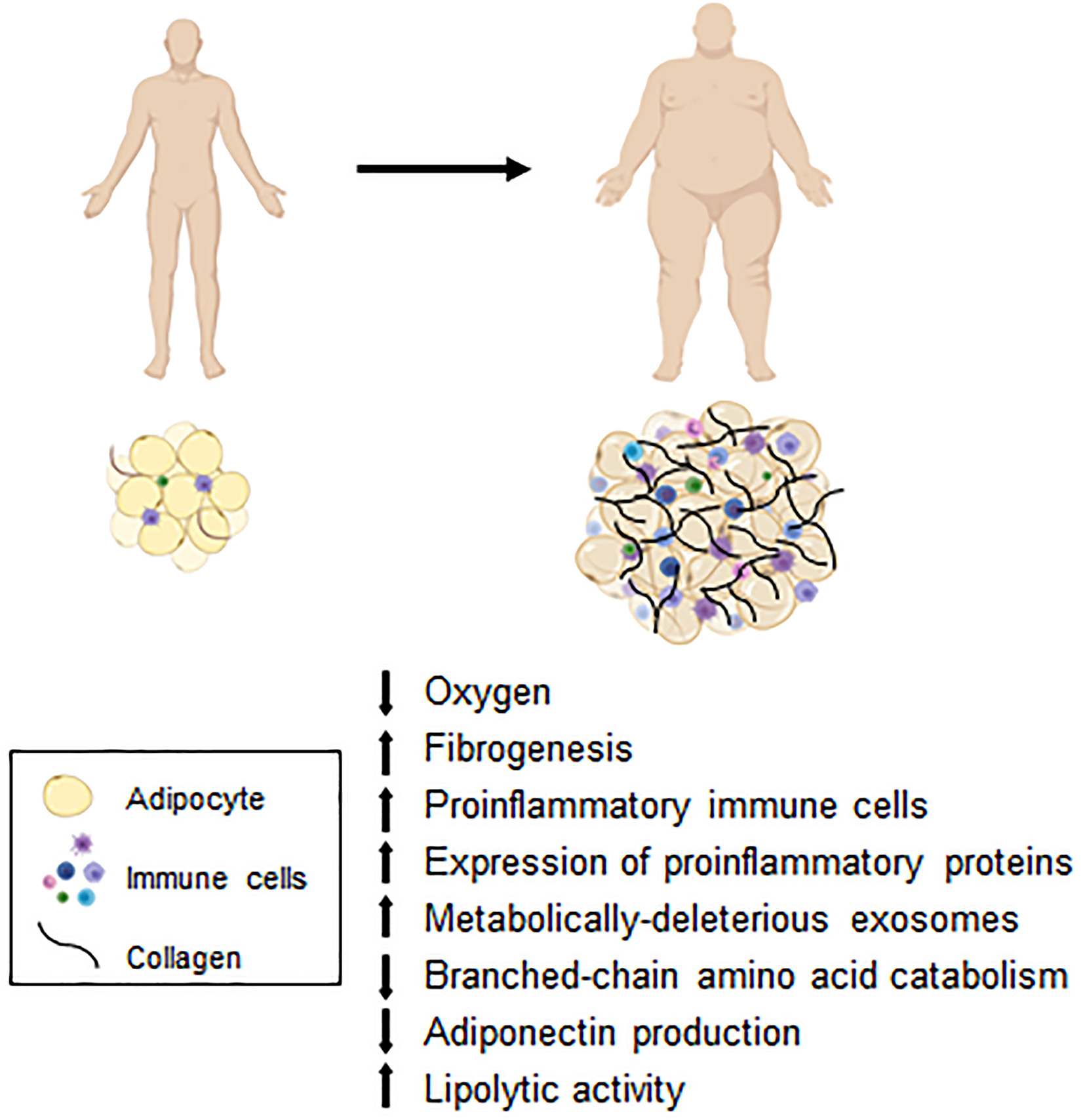 Central Obesity Causes: Why It Happens & What to Do