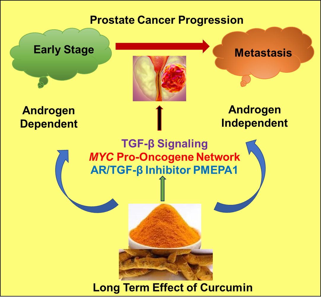 Curcumin Prostate Cancer: What the Science Says
