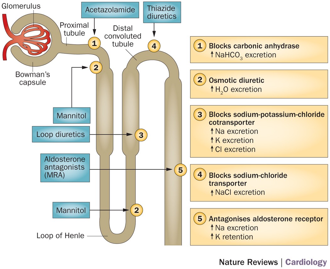 Diuretic Therapy – Quick Answers & What You Need to Know