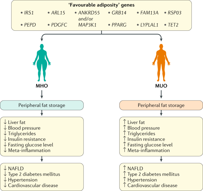Fatty Liver Inheritance: What Your Genes Really Mean