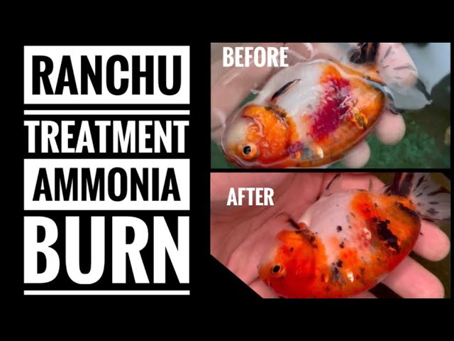 How to Treat Ammonia Burns on Fish – Simple Steps