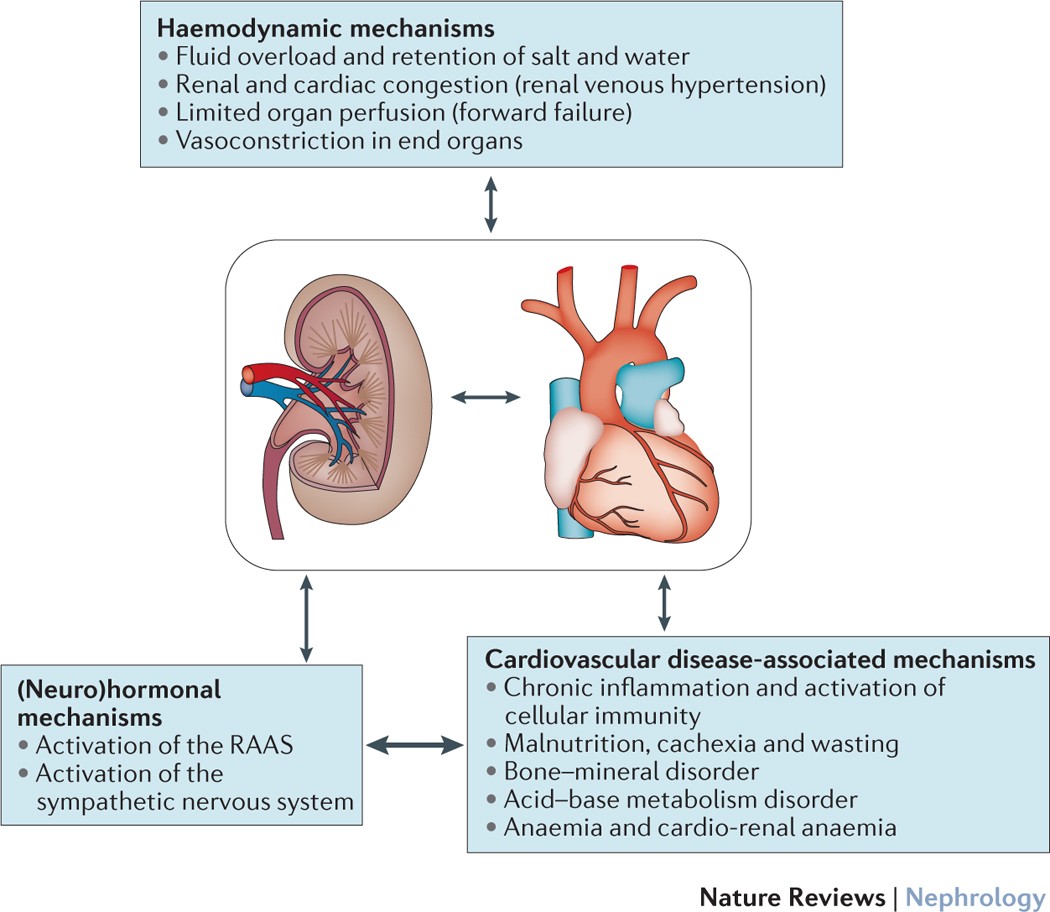 Renal Failure Heart: Essential Guide You Need to Know