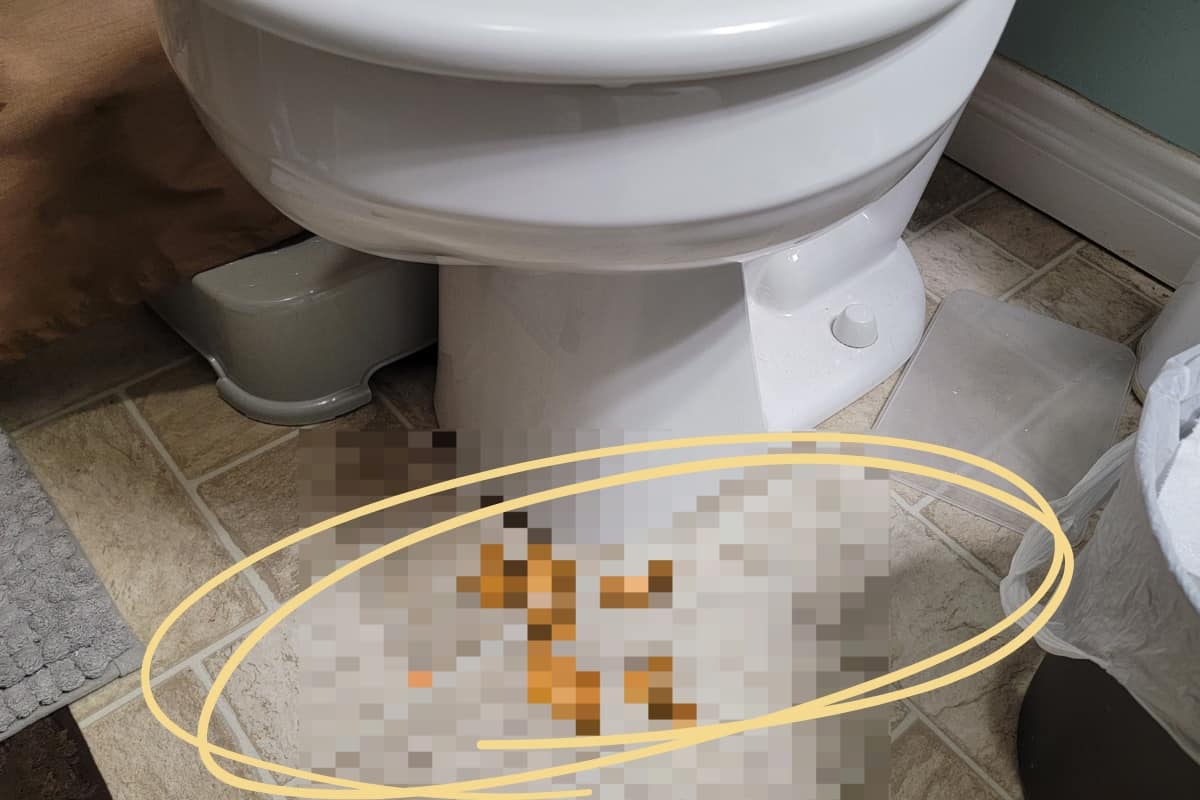 How to Quickly Fix a Toilet Clog Poop and Keep It Flowing