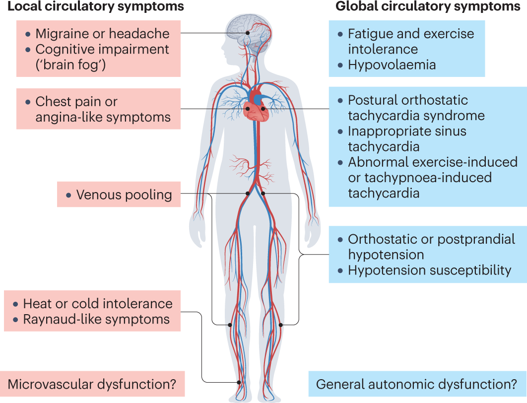 Autonomic Dysfunction COVID: Symptoms, Causes & Treatment Guide