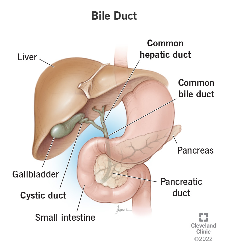 Bile Duct Nutrition: What to Eat, What to Avoid