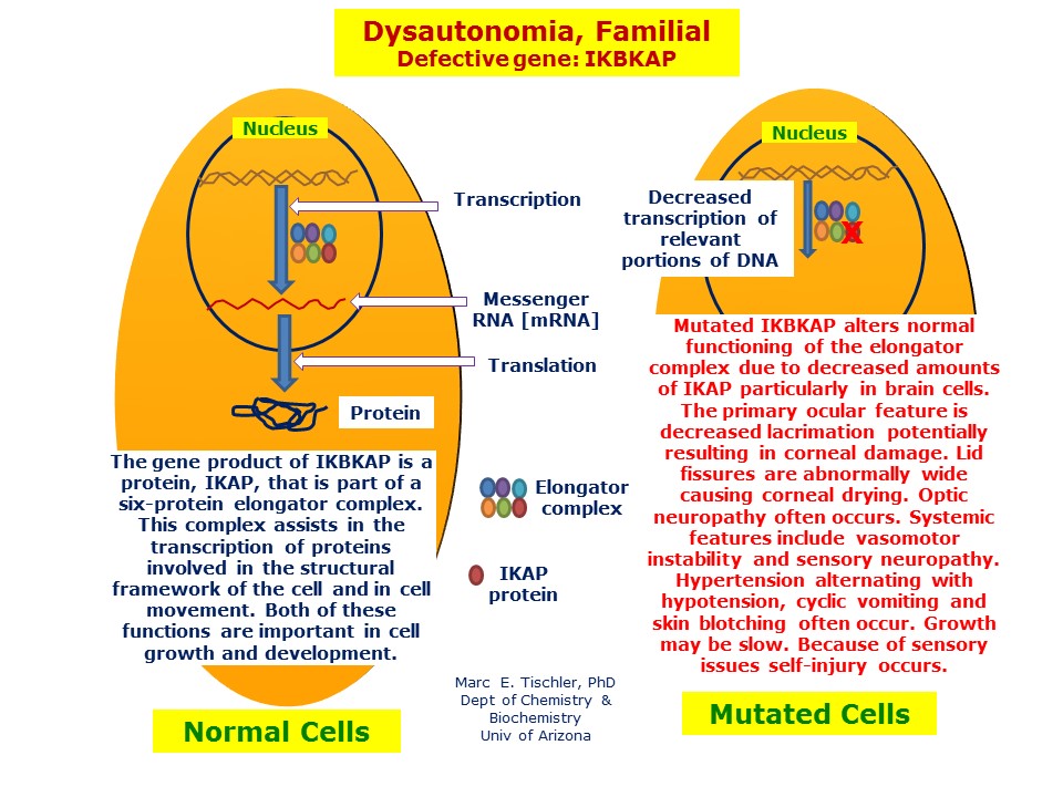 Familial Dysautonomia Genetics: Essential Insights