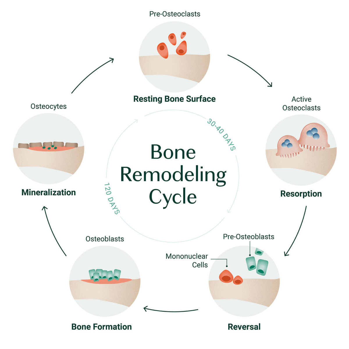 Osteoporosis Inheritance: What It Means for Your Bones