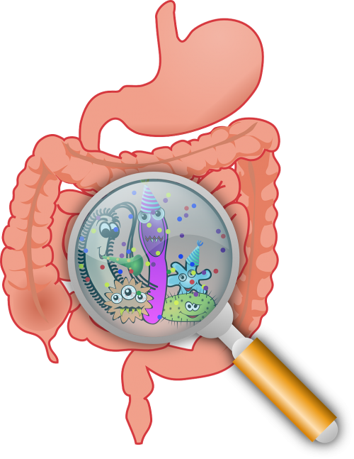 PCOS Digestive Health: What You Need to Know Today
