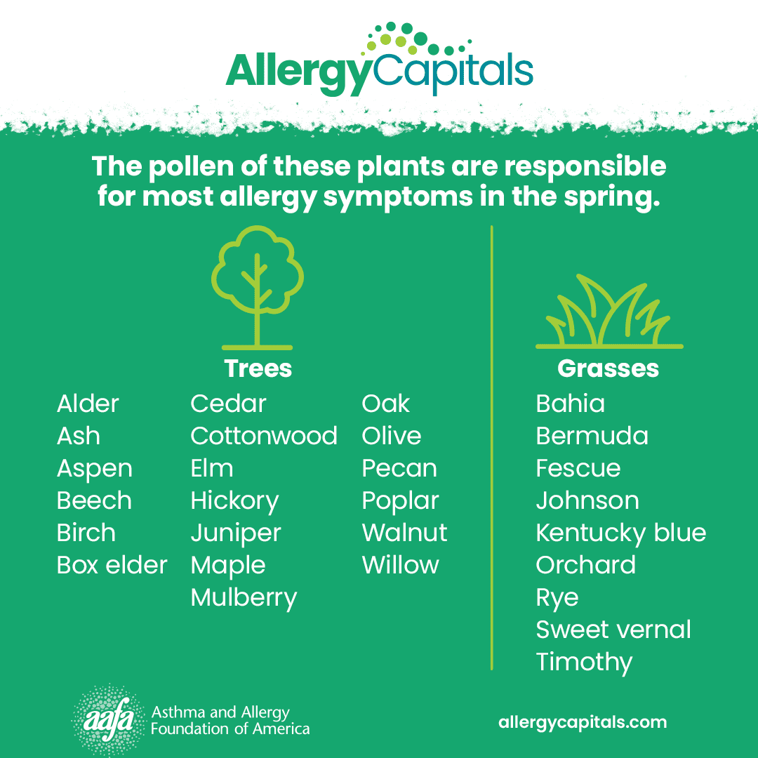 Pollen Allergy Causes: What Triggers Your Symptoms