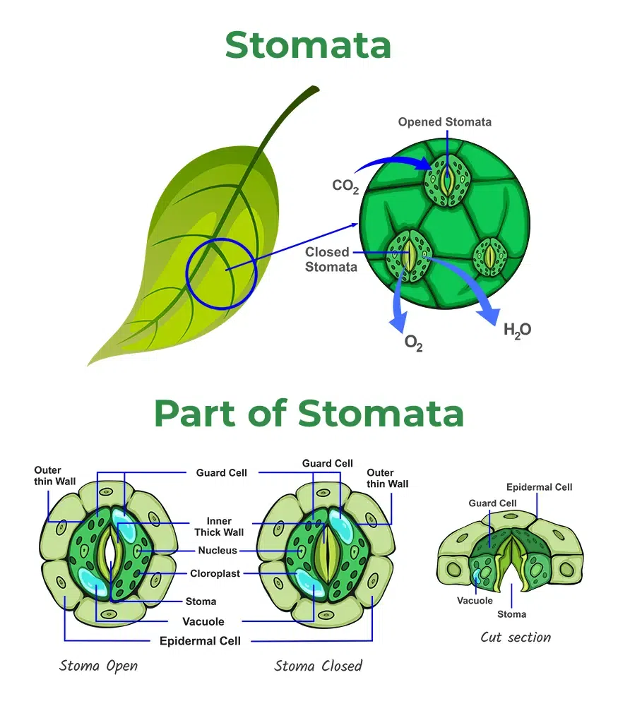 Stoma Function: How It Works and What You Need to Know
