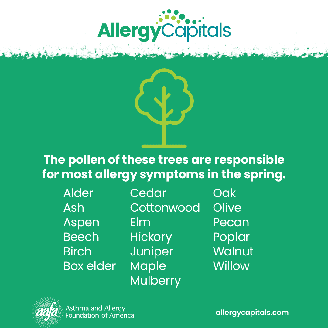 Fast, Effective Tree Allergy Treatment & Seasonal Tips