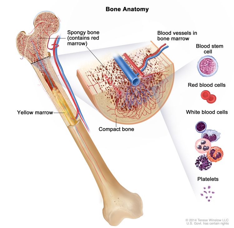 Adult Acute Lymphoblastic Leukemia: Key Facts