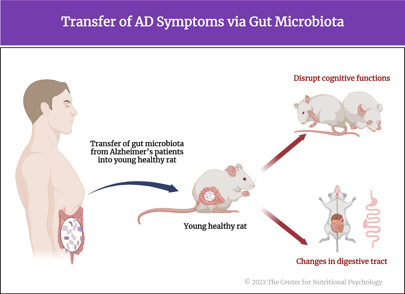 Alzheimer’s Transmission Mice: What the Research Shows