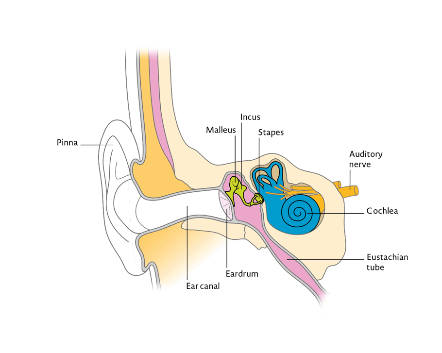 Auditory Neuropathy: Symptoms, Causes & Treatment