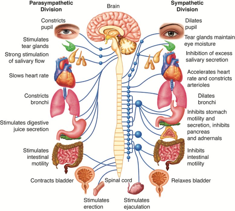 Autonomic Dysfunction Treatment: Simple Steps, Real Hope