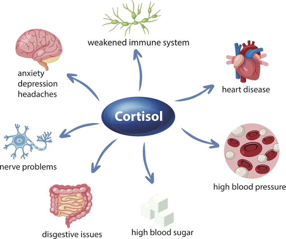 Chronic Stress Cortisol: Risks, Symptoms & Balance