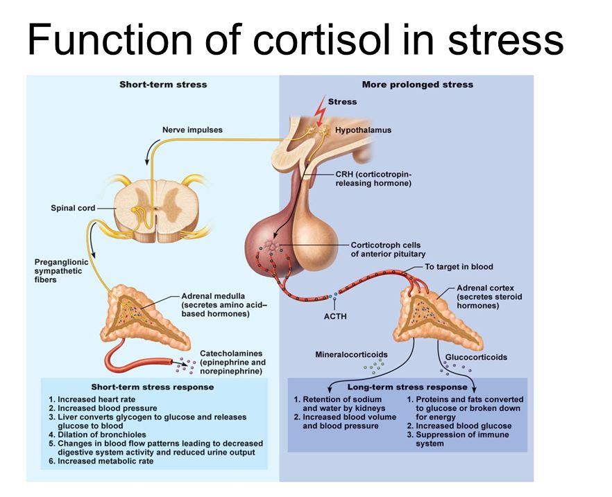 Cortisol Stress Relationship: 4 Vital Facts You Need