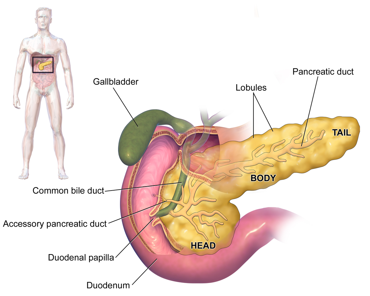Exocrine Pancreatic Insufficiency: Causes, Symptoms & Treatment