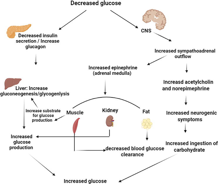 Hypoglycemia in Sepsis – What It Means and How to Treat It