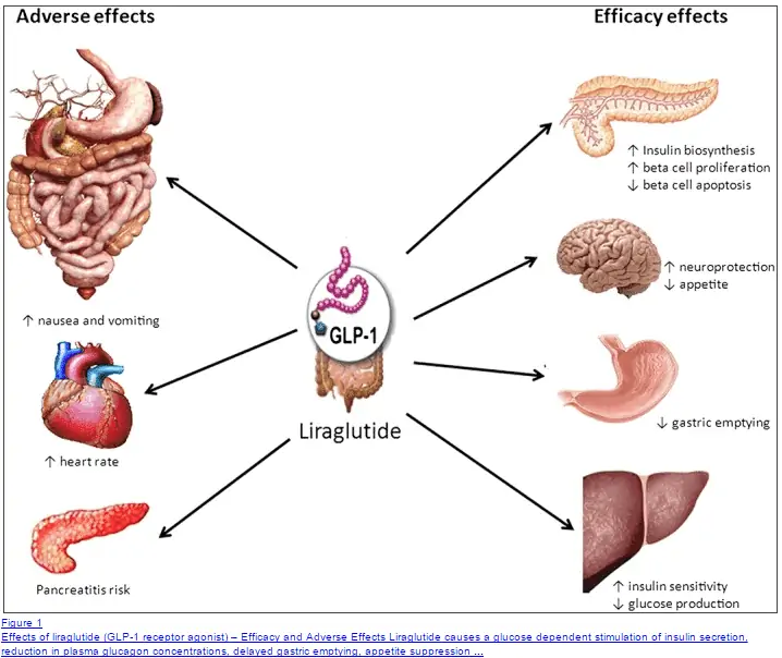 Hypothalamic Obesity Symptoms – Quick Guide for You