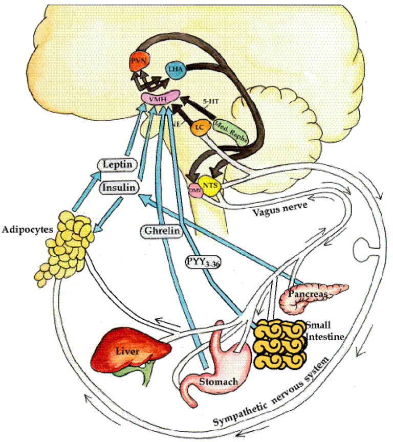 Effective Hypothalamic Obesity Treatment Options