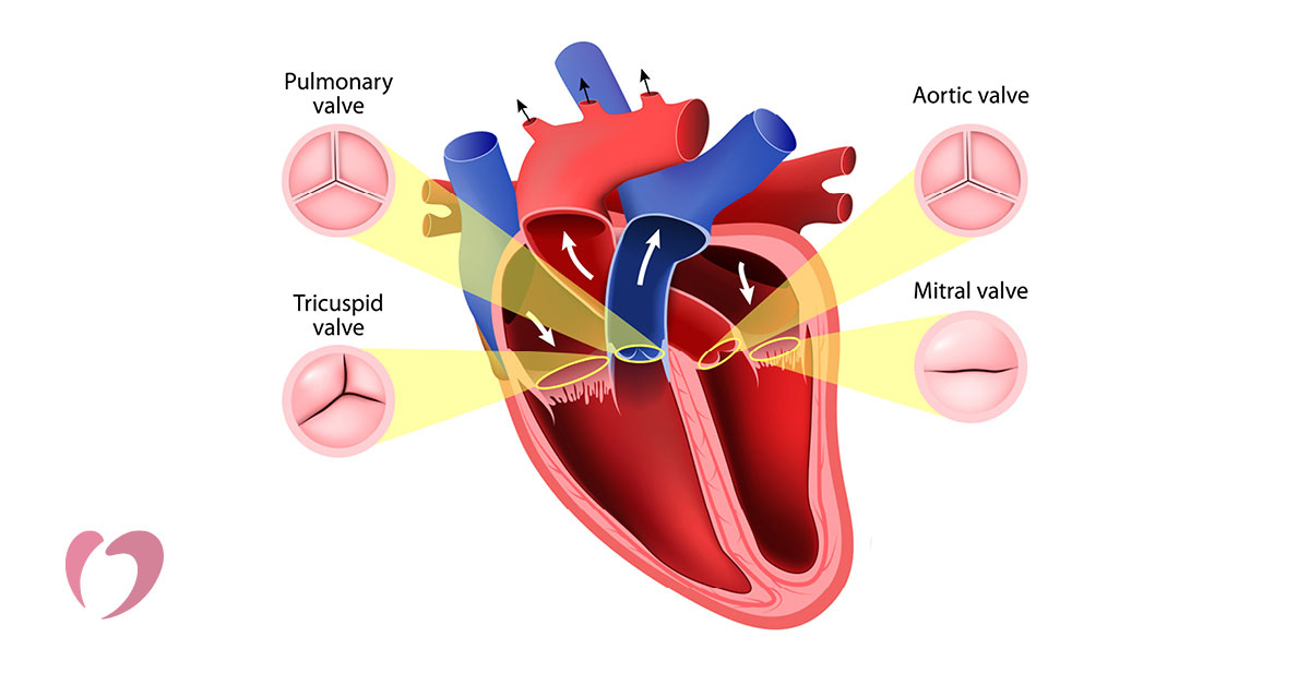 Leaky Heart Valve: What It Is, Symptoms & How to Treat It
