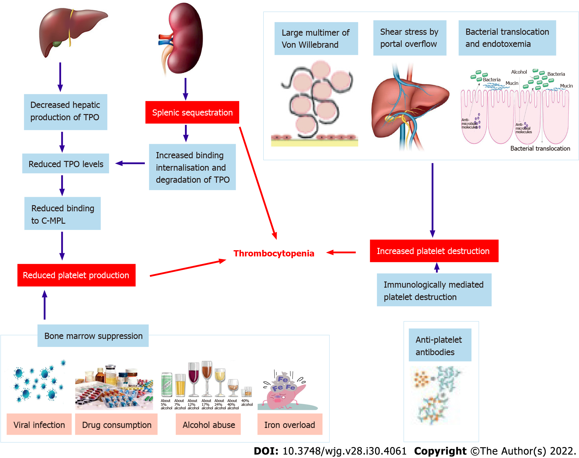 Liver Disease Thrombocytopenia: What You Need to Know