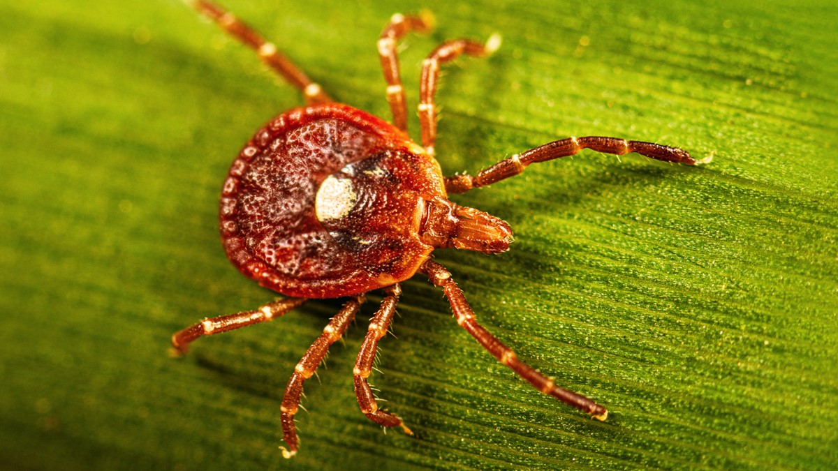 Lone Star Tick: Spot It, Stay Safe, and Beat the Bite