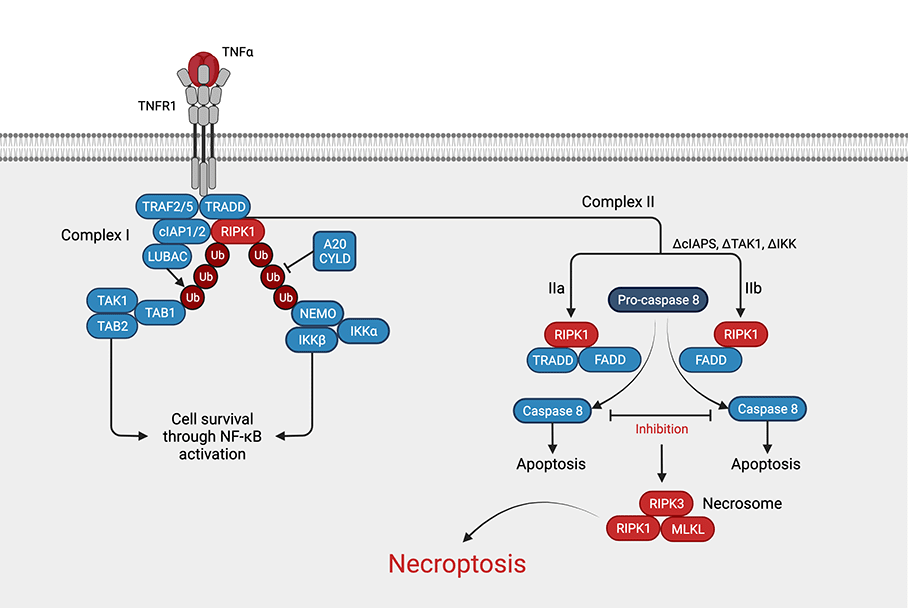 Necroptosis Pathway: Why Cells Have Inflammatory Death