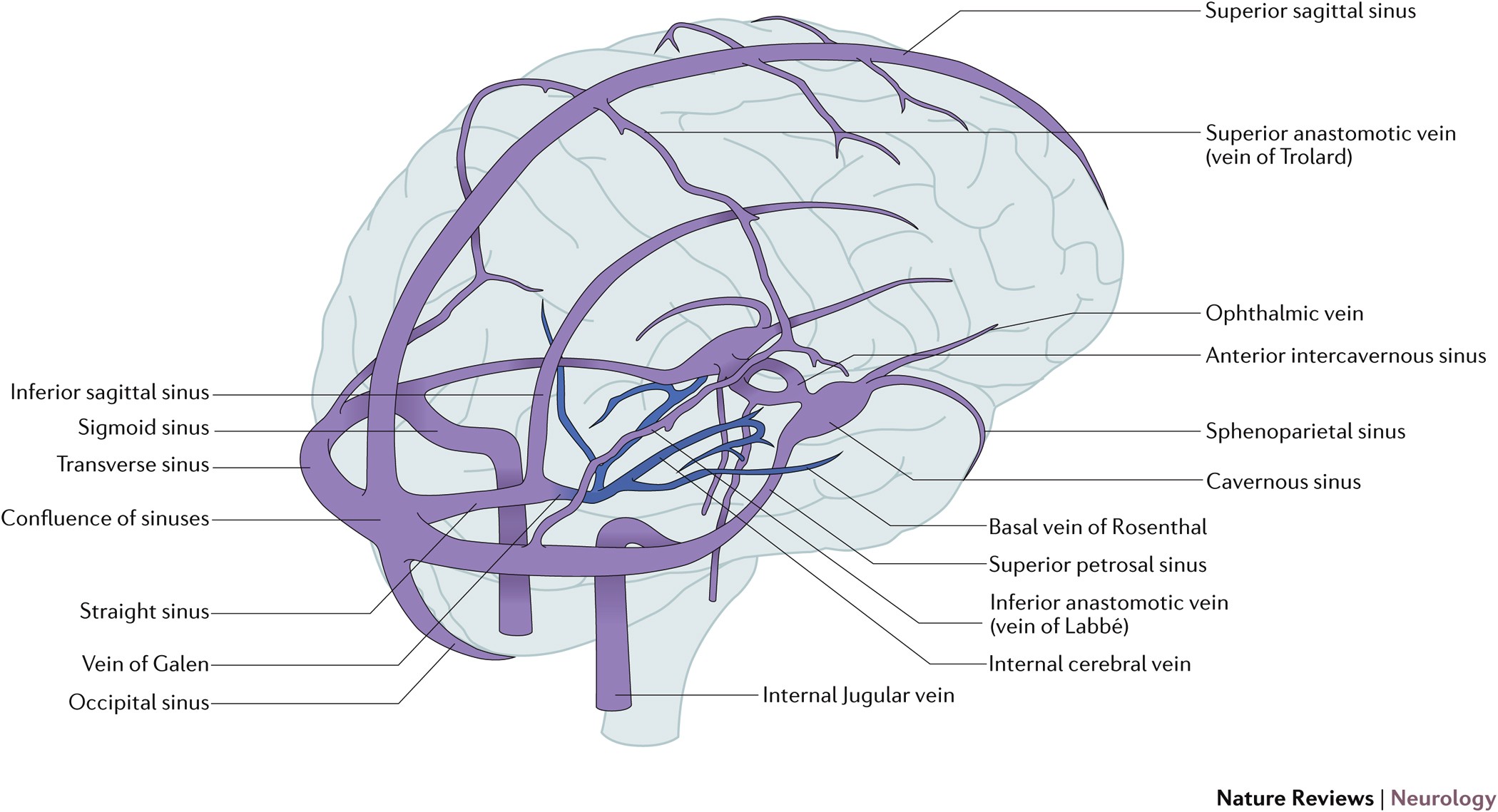 Cerebral Venous Clot: What You Need to Know & Hope