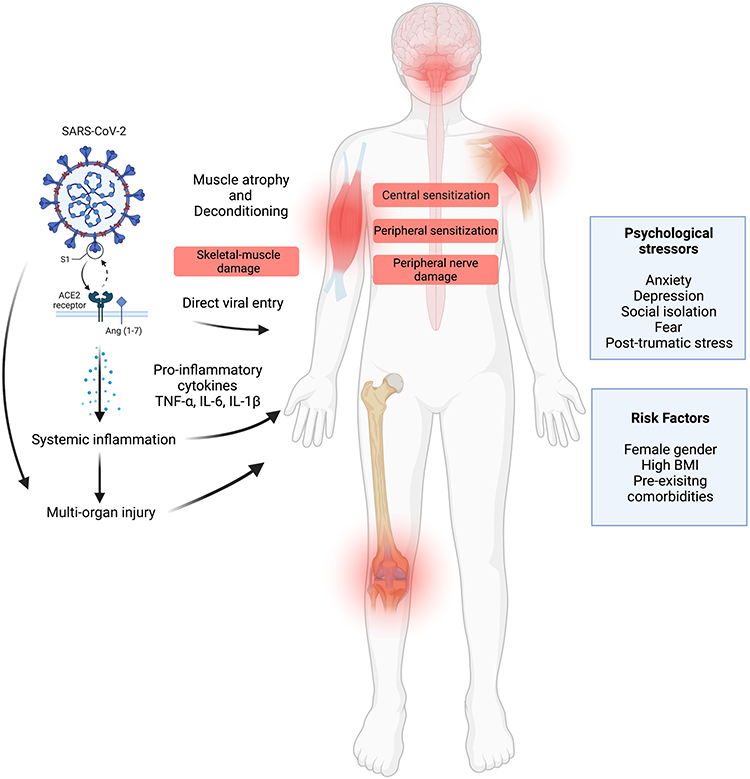 COVID Muscular Pain: Causes, Symptoms, and Relief Guide