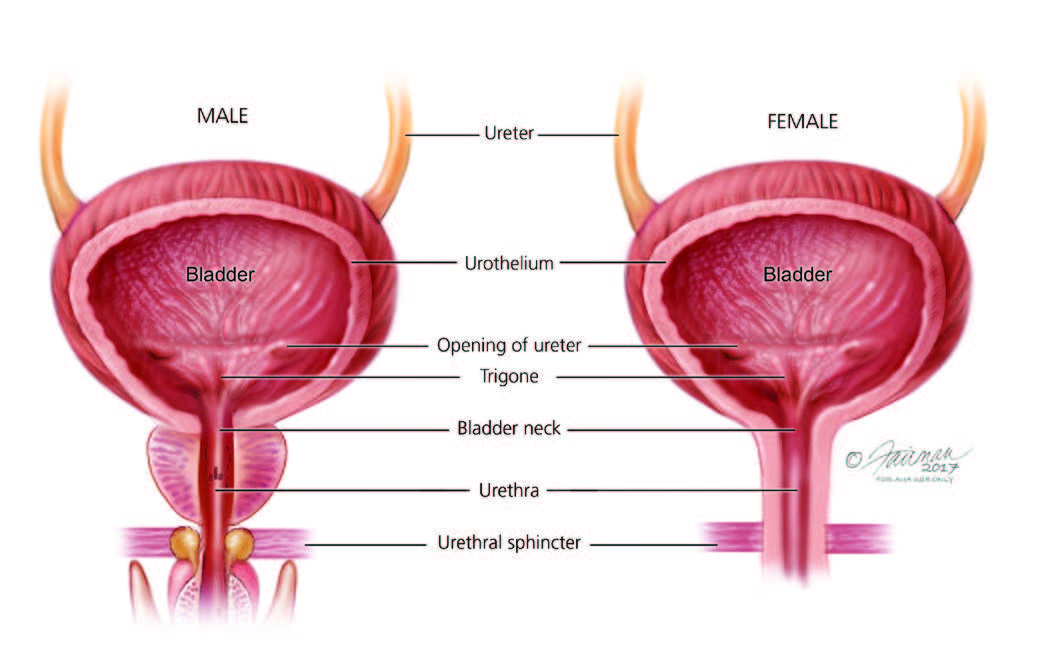 Healthy Bladder Comparison: What You Need to Know