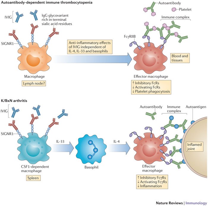 Immunoglobulin Therapy: Risks & What to Expect