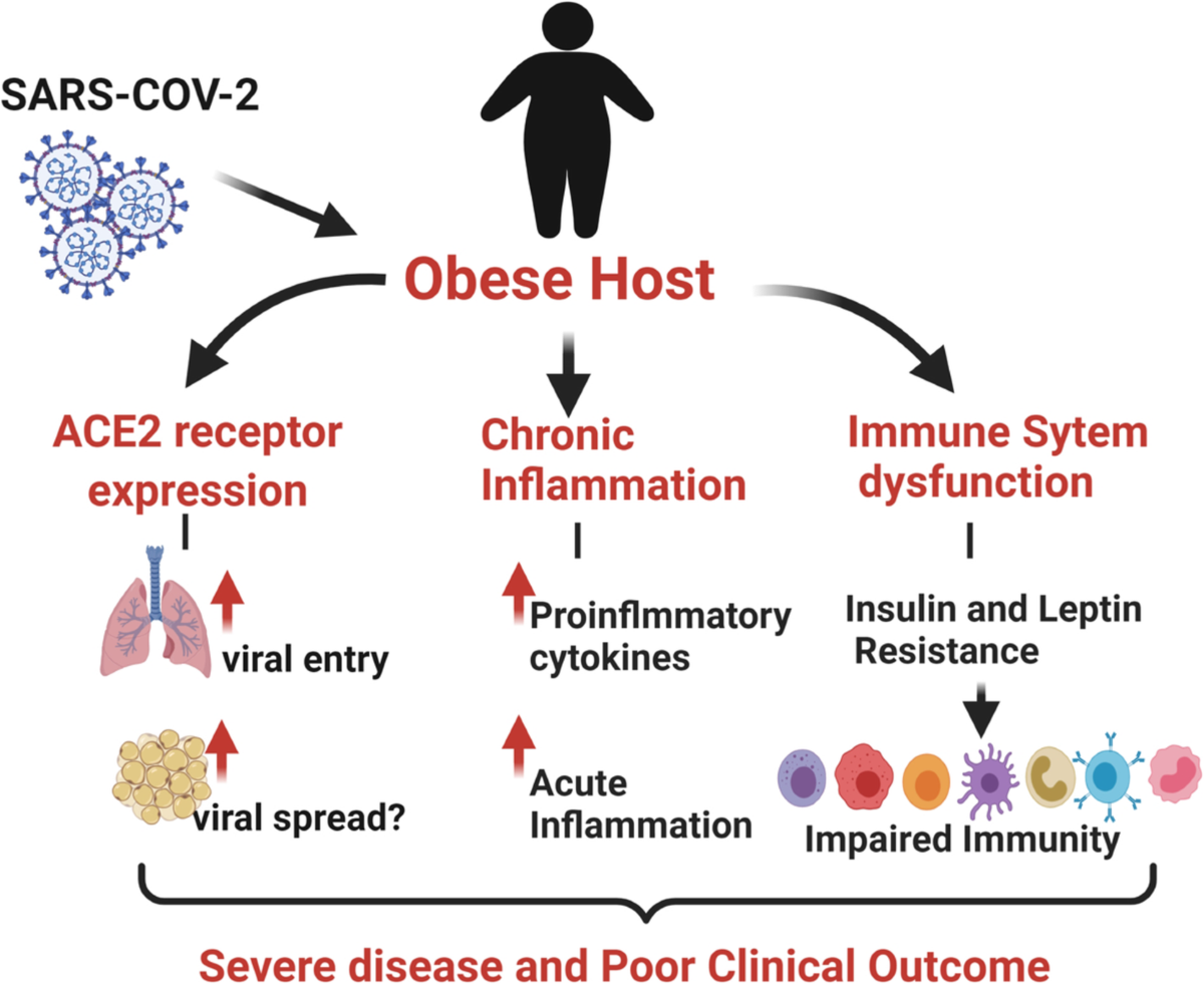 Obesity COVID Complications: What You Need to Know Now