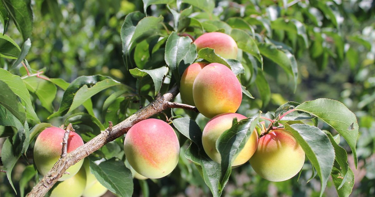 Ume Juice Hypertension: Natural Blood Pressure Aid