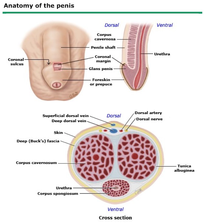 Penile Cancer Stages: Simple Guide to Treatment