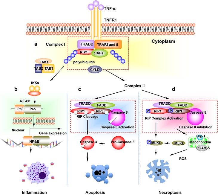 TNFα Necroptosis: How It Works and Why It Matters