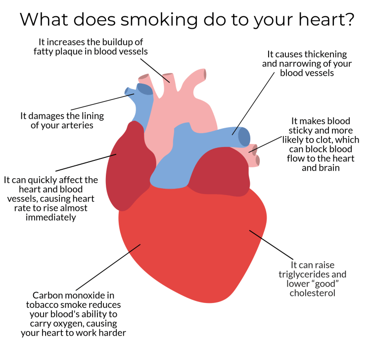 Smoking Increased Heart Rate: What Happens & Why
