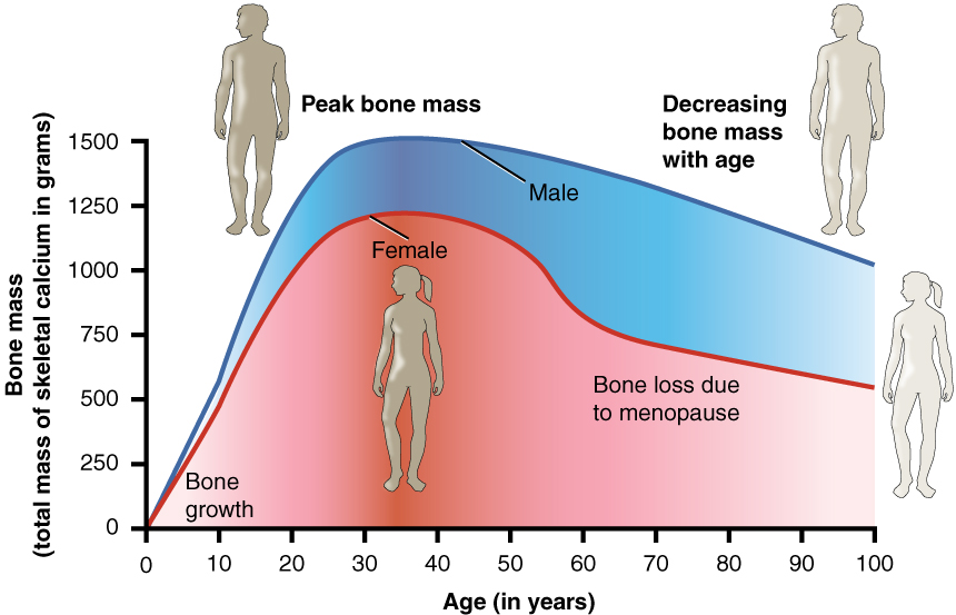 Female Bone Density Chart by Age – Quick Guide