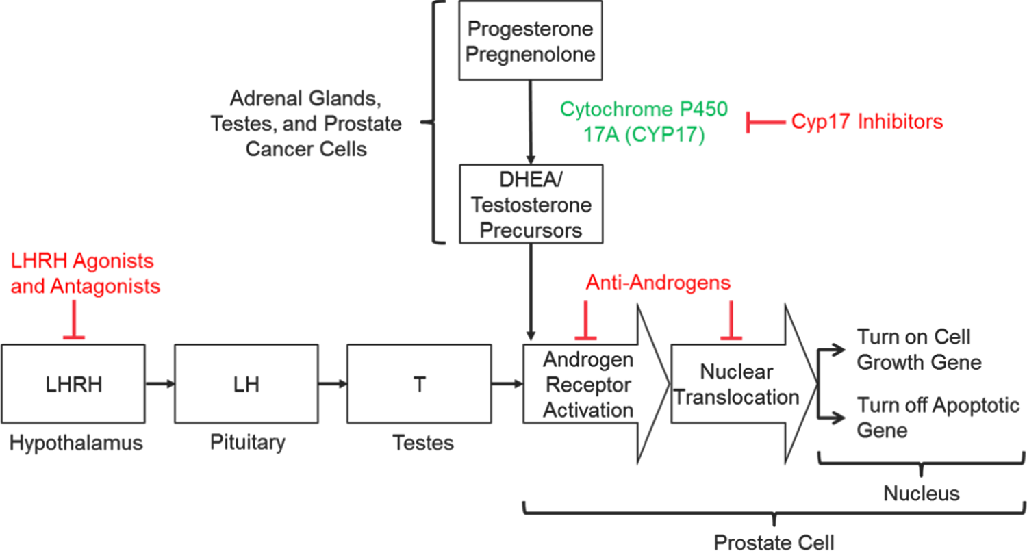 What Drugs Are Used for Androgen Deprivation Therapy
