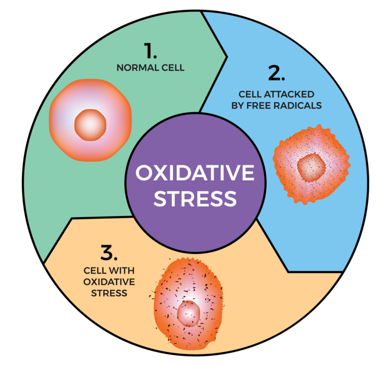 Oxidative Stress: What It Is, Risks & Benefits