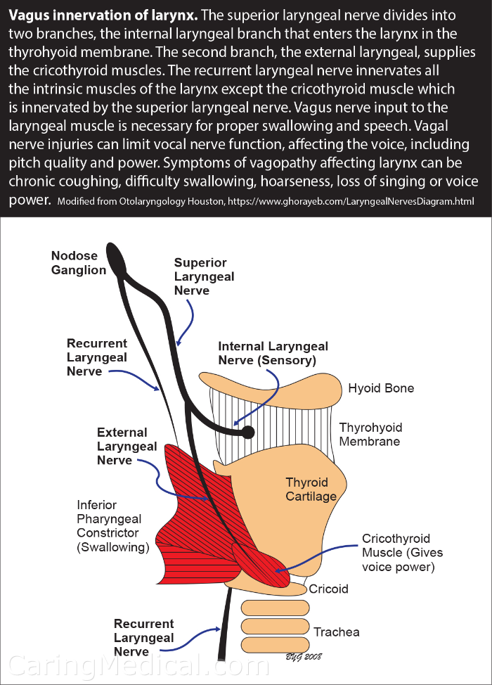 Dysphagia Nerve Involvement: Causes, Symptoms & Treatment