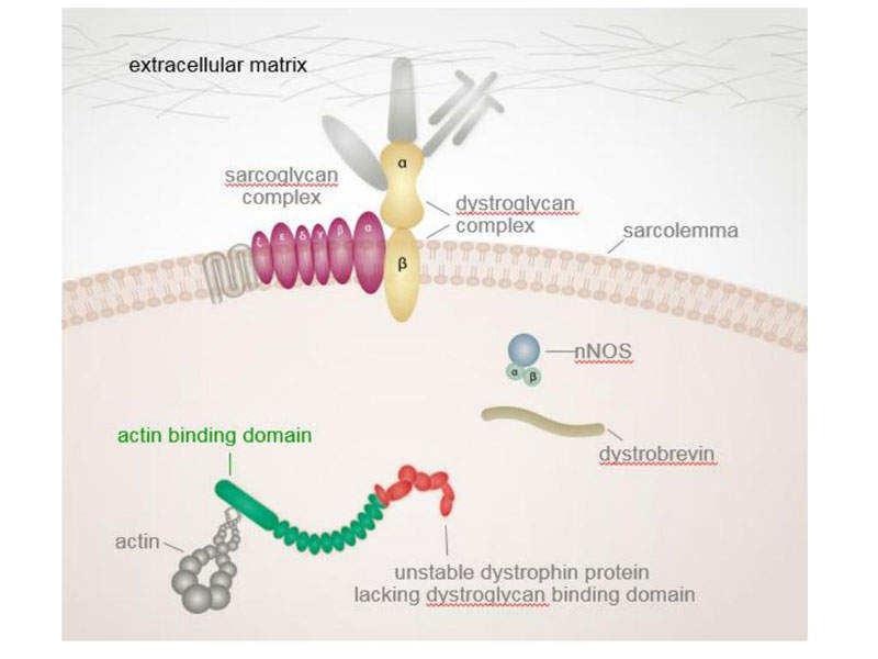 Eteplirsen Mechanism of Action: How It Helps DMD