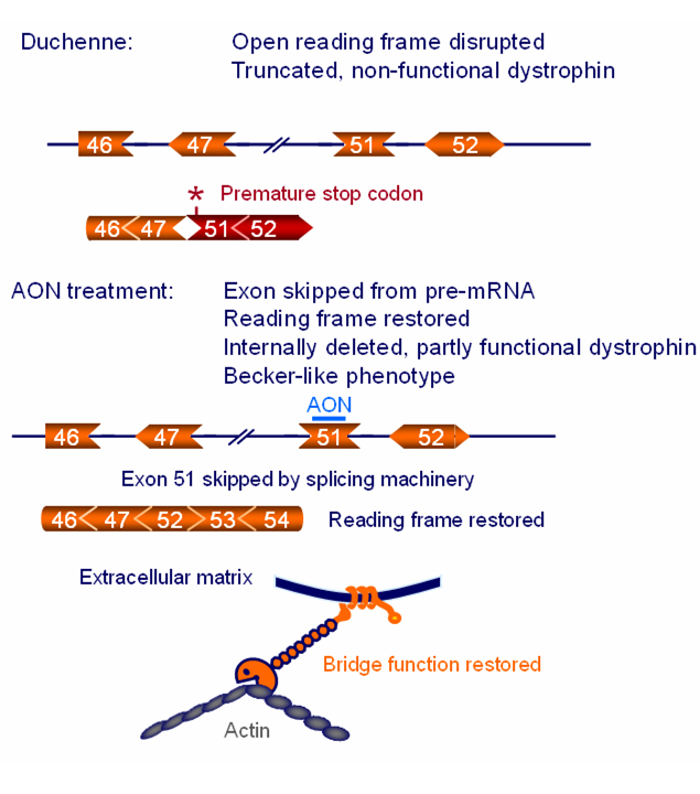 How Does Exon Skipping Work? Simple Guide & Hope