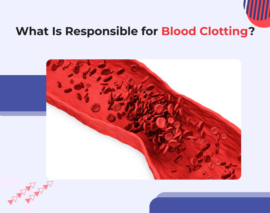 What Is Responsible for Blood Clotting? Explained Simply