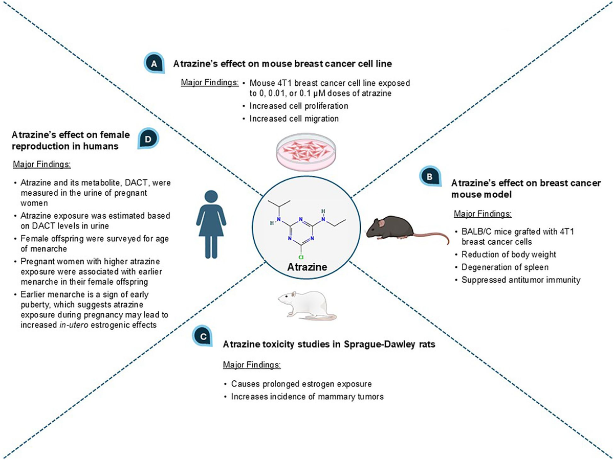 Curcumin and Estrogen‑Positive Breast Cancer: What You Need to Know