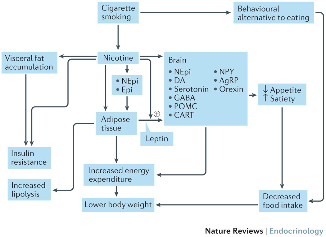 How Much Does Nicotine Increase Metabolism? Explained